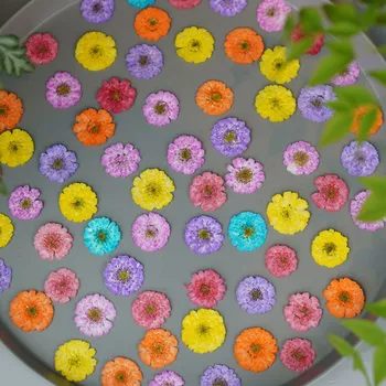 120 adet Kurutulmuş Preslenmiş Sakura Papatya Çiçek Bitki Herbaryum Takı Imi Kartpostal telefon kılıfı Fotoğraf Çerçevesi Zanaat DIY Yapımı