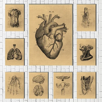 Kas Ayak Kemik Kalp Anatomisi İskelet Duvar Sanatı Kraft Kağıt Posterler Ve Baskılar Duvar Resimleri Doktor Ofis Dekor
